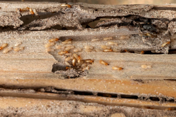 Reliable Angels, CA Pest Control Solutions