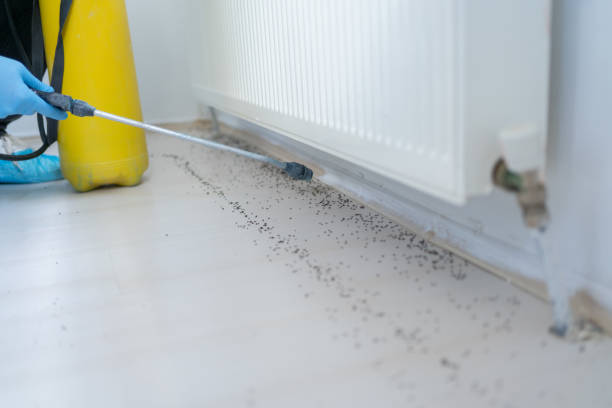 Best Flea Control Services  in Angels, CA