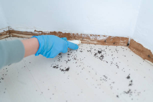 Best Rodent Control Near Me  in Angels, CA