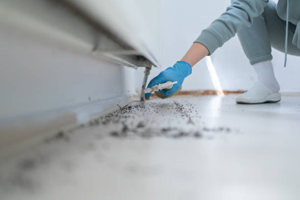 Best Insect Control  in Angels, CA